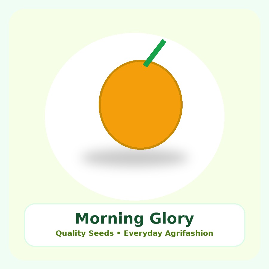 Morning Glory Seeds 25 Seeds