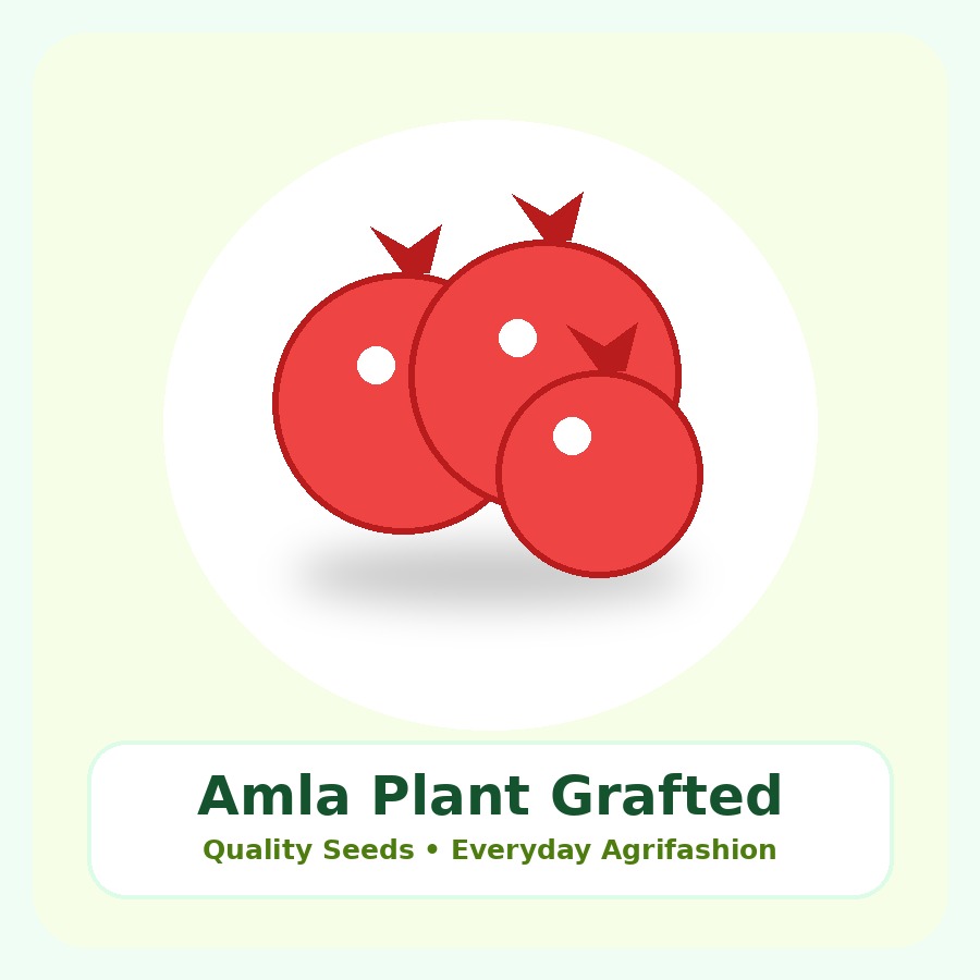 Amla Plant Grafted Plant