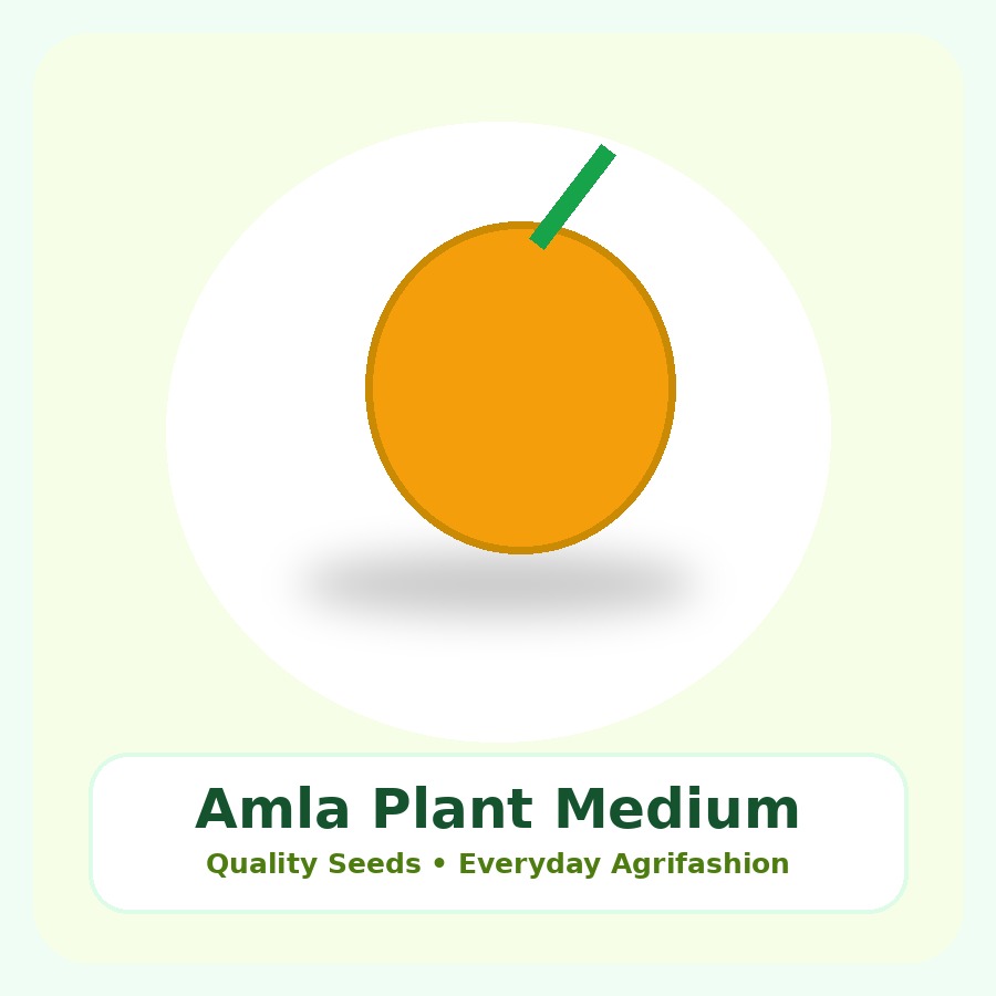 Amla Plant Medium Plant