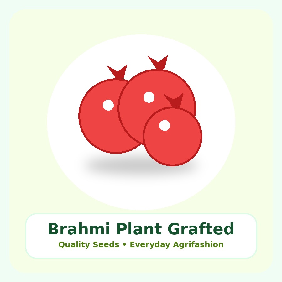 Brahmi Plant Grafted Plant