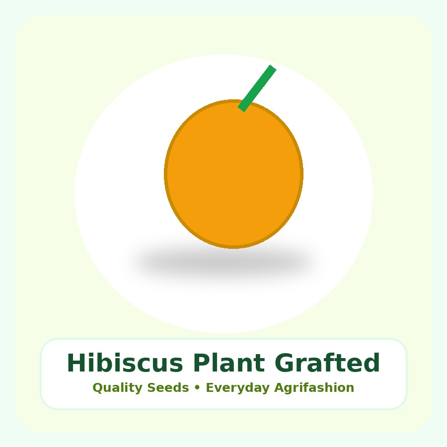 Hibiscus Plant Grafted Plant
